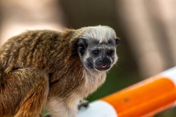 Portrait of a white-footed tamarinin Cartagena, Colombia