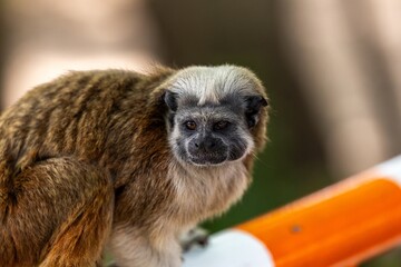 Portrait of a white-footed tamarinin Cartagena, Colombia