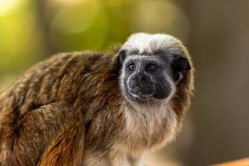 Portrait of a white-footed tamarinin Cartagena, Colombia