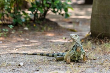 Green iguana on the ground in the wild of Colombia