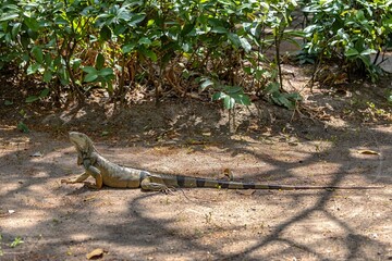 Green iguana on the ground in the wild of Colombia