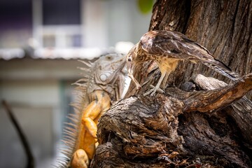Green iguana and yellow-headed caracara together on a tree in centenarion park in Cartagena de Indias