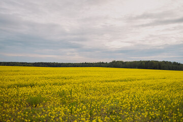 Fototapeta premium Wide yellow rapeseed field in spring under cloudy sky with green forest on horizon. Concept of agriculture, farming, rural landscape, nature.