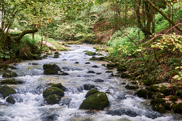 A crystal-clear forest river flows gently through a spring landscape, its waters weaving between moss-covered rocks that glow with intense emerald hues.