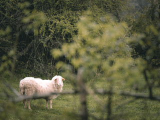 Sheep standing on green meadow
