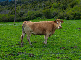 Cow grazing on meadow