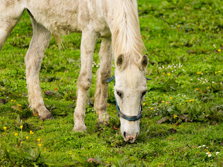 White horse grazing on meadow