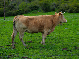 Side view of horned cow on green pasture