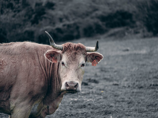 Close-up of brown cow with horns