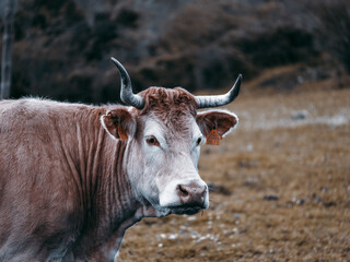 Brown cow with horns looking at camera