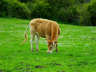Cow grazing on green meadow