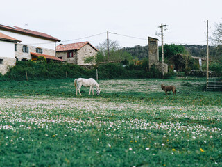 White horse and donkey in rural village field