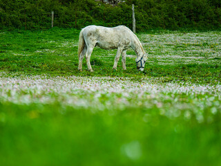 White horse grazing in meadow with flowers