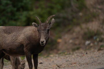 Bighorn Sheep