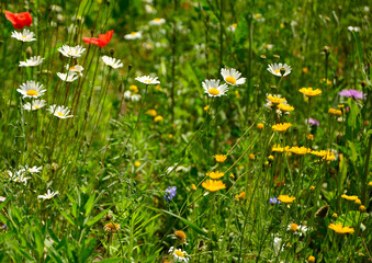 łąka kwietna z kolorowymi kwiatami, kolorowe kwiaty polne, kwiaty dla owadów zapylających, a flower meadow with colorful flowers, 