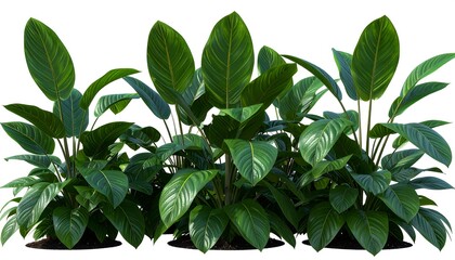 Lush tropical plants cluster