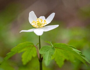 Close-up of a white flower