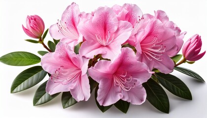 A Delicate Cluster Of Pink Rhododendron Flowers With Soft Petals And Lush Green Leaves Elegantly Posed Against A White Isolated Background