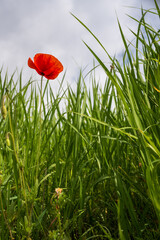 Red Poppy Blooming in Green Grass Field under Cloudy Sky in Korea