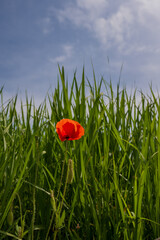 Single Red Poppy Blooming Against Blue Sky in Korea