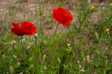 Red Poppies with Hovering Bee in Natural Field