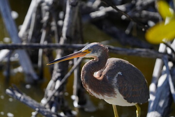 Heron