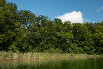 Fototapeta premium A quiet lake bay with reedbeds and dense deciduous forest on the shore. 