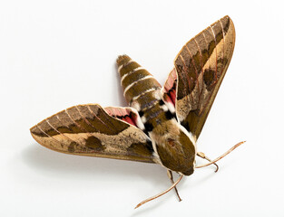 Hyles euphorbiae, the spurge hawk-moth, is a European moth of the family Sphingidae. Male.