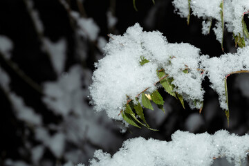 Branches of trees with green leaves, covered with the first snow, against the background of the night sky.