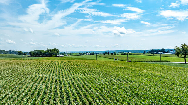 Expansive cornfield stretches across the countryside with lush green plants growing high. Rolling hills and a few distant buildings create a serene rural setting under a clear sky. - Powered by Adobe