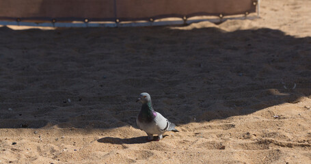 A legless pigeon on a sandy beach of the red Sea is looking for food.
