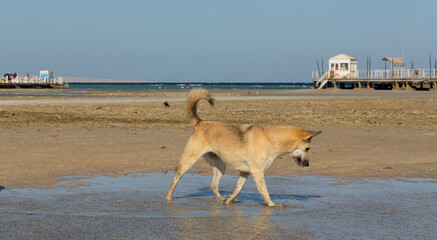 Egypt. Red wild dogs on the shore of the red sea. The animal catches fish at low tide. The hunting skills of a predator.