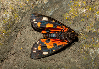 The scarlet tiger moth (Callimorpha dominula, formerly Panaxia dominula) is a colorful moth belonging to the tiger moth subfamily, Arctiinae.