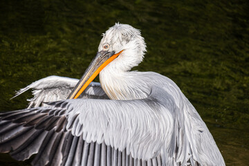 Dalmatian Pelican gracefully spreads its wings while enjoying the water, showcasing its vibrant feathers and elegant posture in a serene natural environment