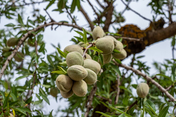 Spain, Benidorm, almond tree branches laden with green nuts, showcasing the beauty of nature and healthy harvest, perfect for travel and wellness themes in photography