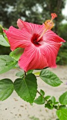 Pink Hibiscus Flower