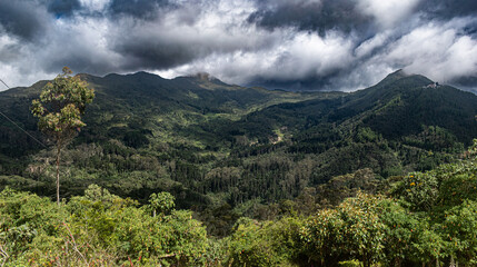 forest in the mountains