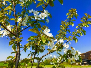blossoming apple tree with blue sky behind 