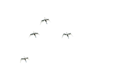 ant isolated on white background