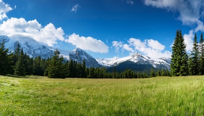 Obraz premium Expansive Meadow With Wild Grasses And Dense Pine Trees Under A Blue Sky With Scattered Clouds And Snow Covered Mountain Peaks In The Background