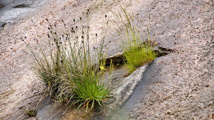 Tufts of grass growing from a cracked slate rock, highlighting nature reclaiming a rugged stone...