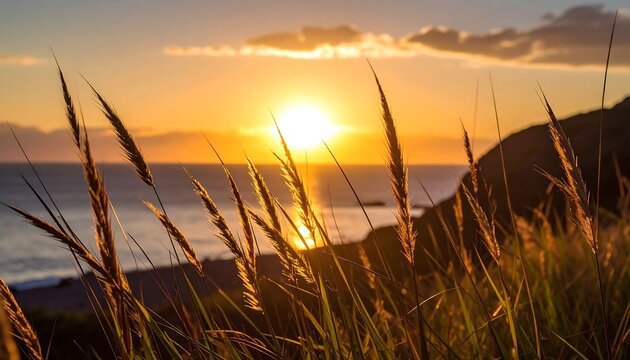 Golden sunset over ocean, tall grass in foreground