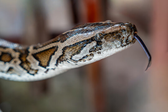 Close-up of python snake flicking its tongue, showcasing the forked tip used for sensing its environment