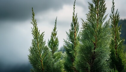 Obraz premium Close Up Of Some Cypress Branches On A Cloudy Day