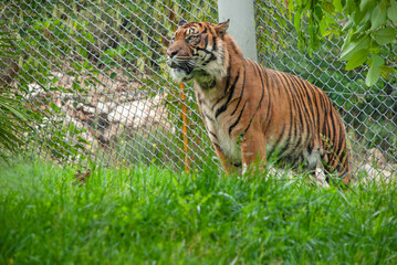Tiger standing in zoo in front of a fence looking alert