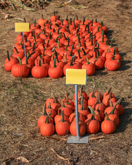 Two set of large and small orange pumpkins up for sale in the farm market in Michigan.