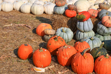Many large pumpkins on the ground in farm market up for sale in Michigan.