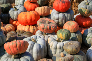 Close up shot of assorted pumpkins fresh from farm and up for sale in Michigan.