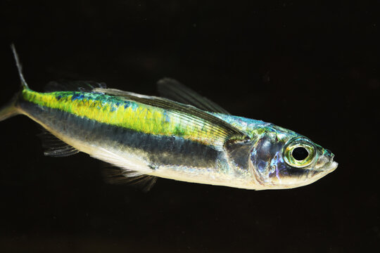 African sailfin flying fish (Parexocoetus mento)