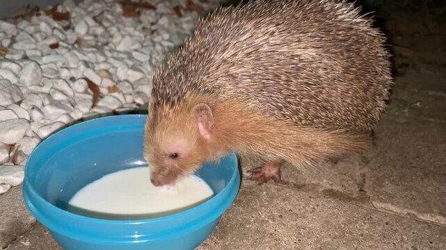 Ein Igel klaut der Katze die Milch.